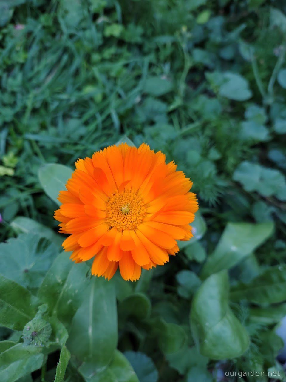 Calendula (pot marigold)