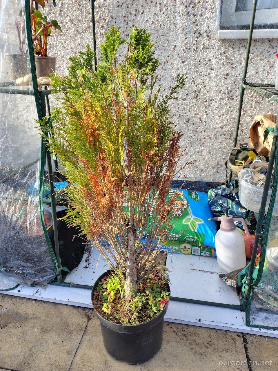 Thuja