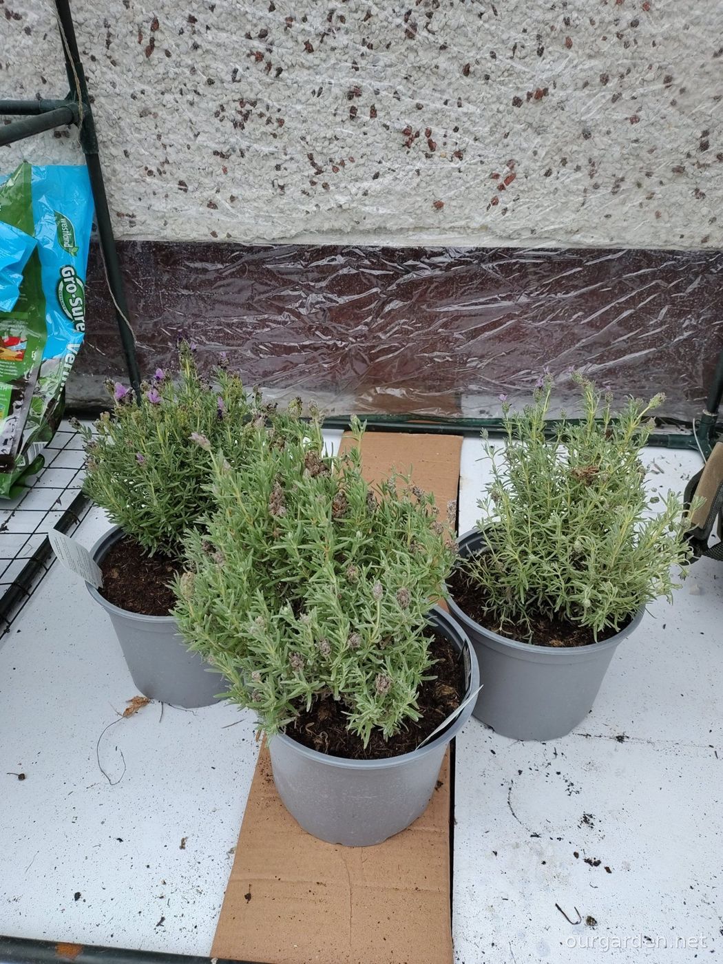 French lavender 'Bandera Purple' (x3)