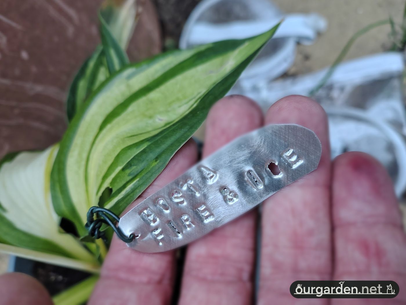 Stamped letters: hosta 'Fire and Ice'