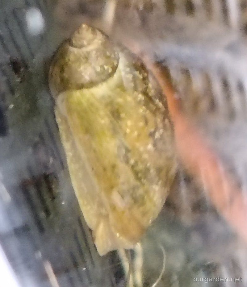The pond snail. It moved.