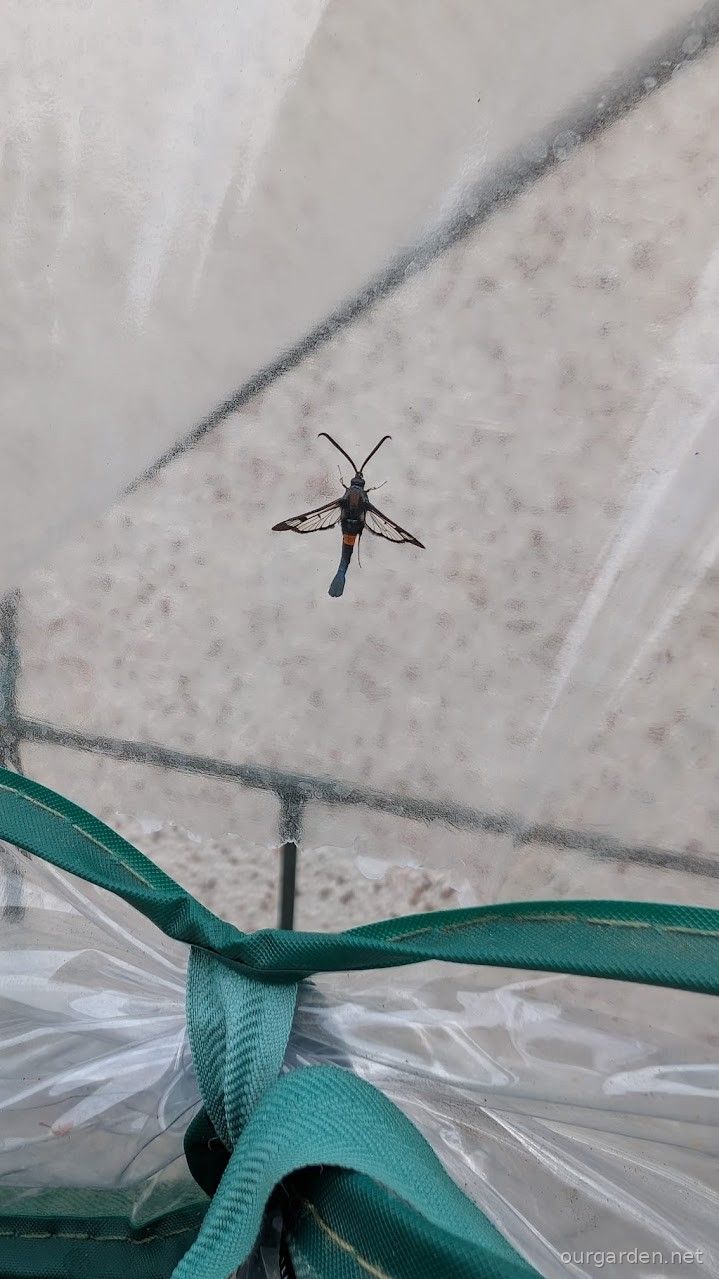 The clearwing, on the greenhouse cover