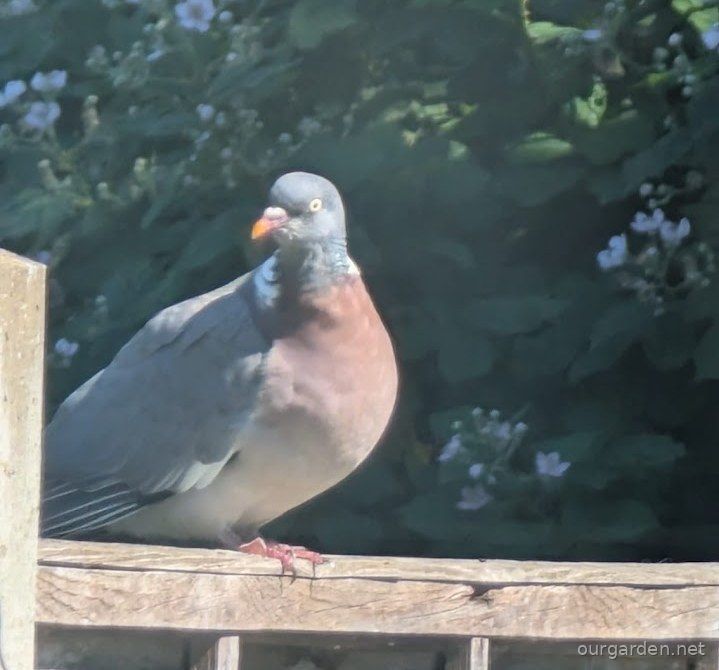 Woodpigeon
