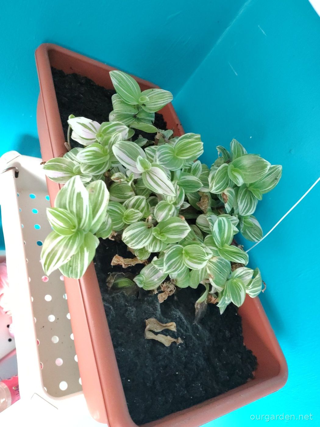 Tradescantia (variegated)