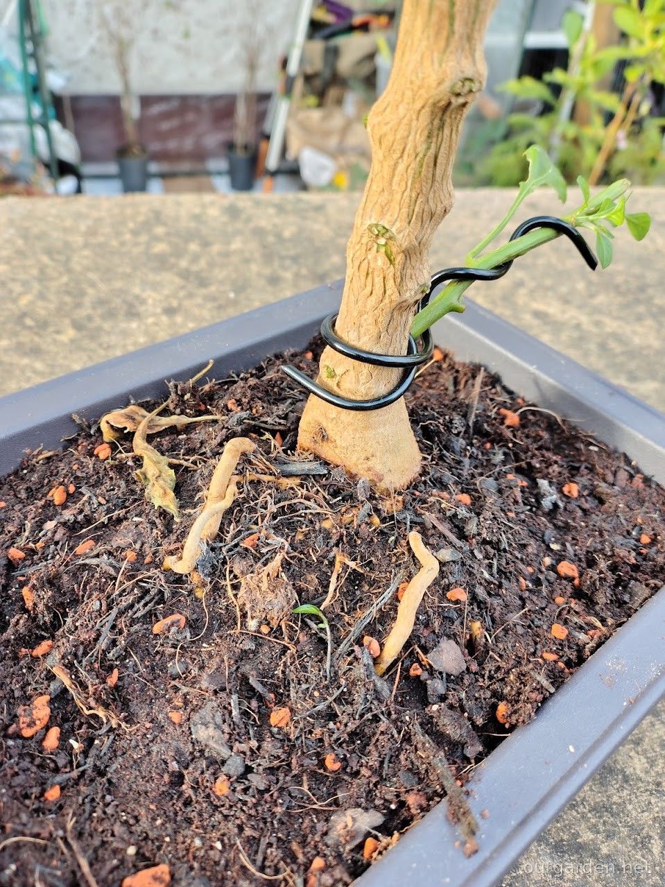 Hamish's surface roots