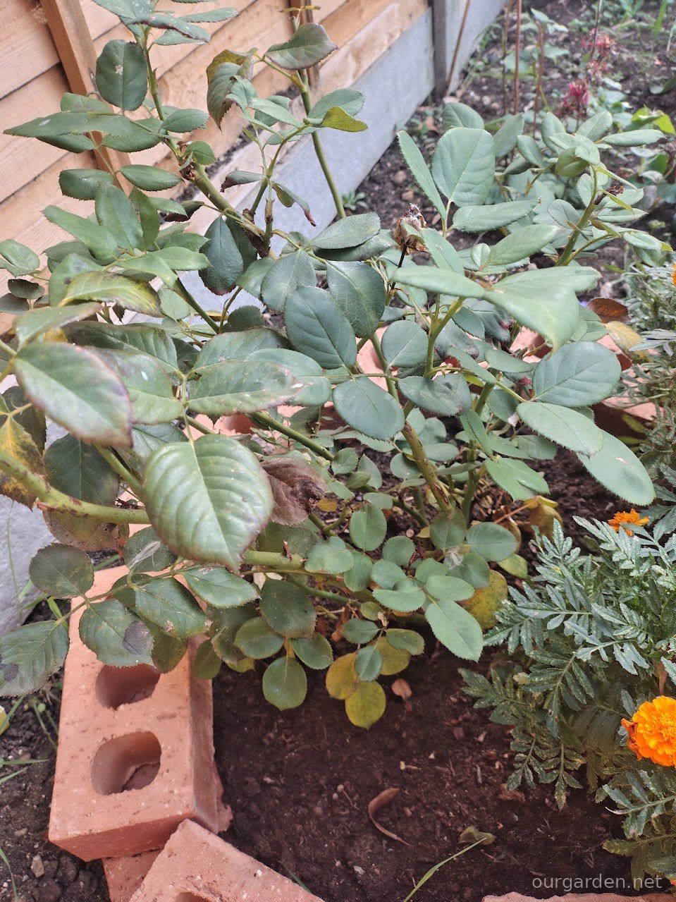 Rose 'Geoff Hamilton'