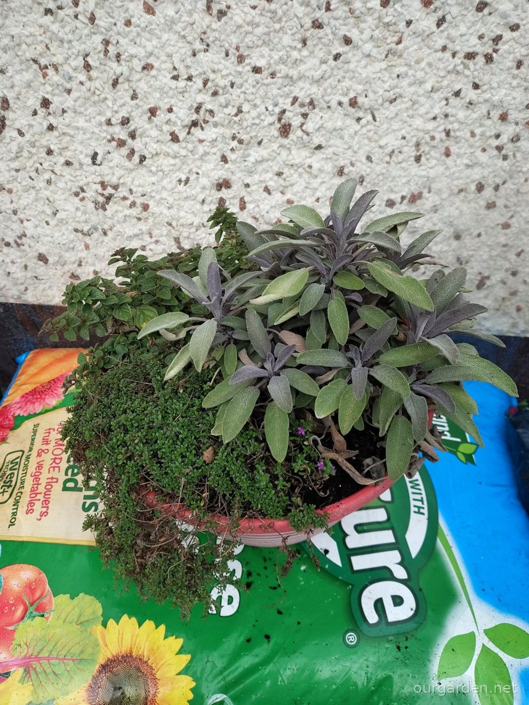 Herb bowl (sage, thyme and oregano)