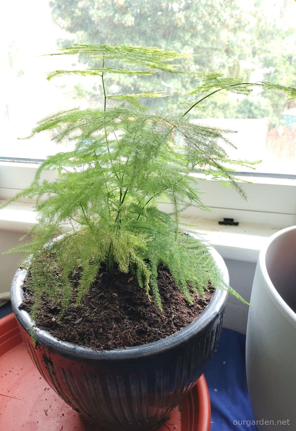 Asparagus fern