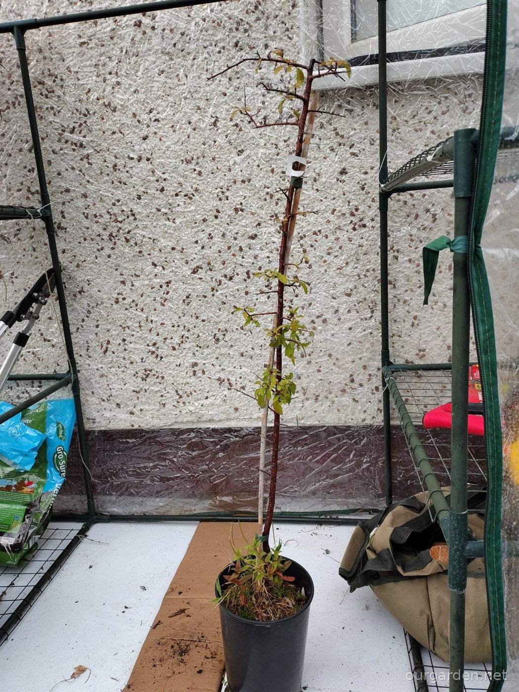 Blackthorn (likely)