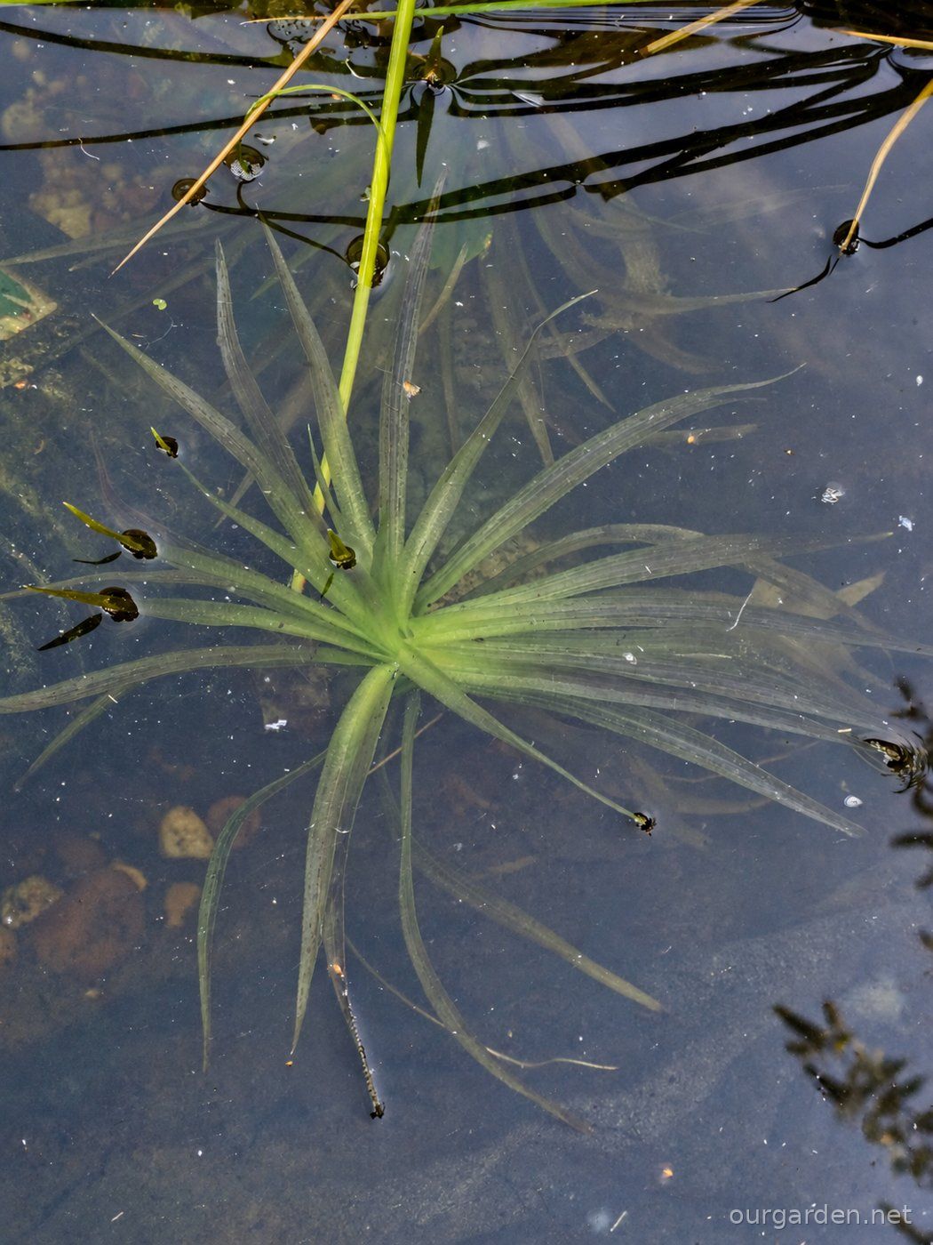 Water soldiers