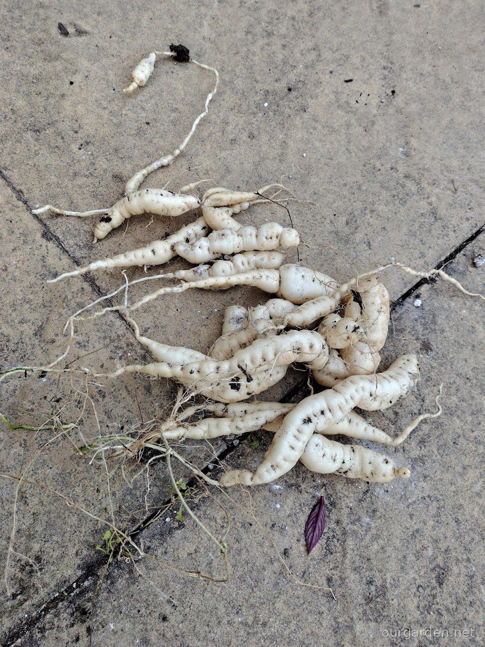 Cucamelon (tubers)
