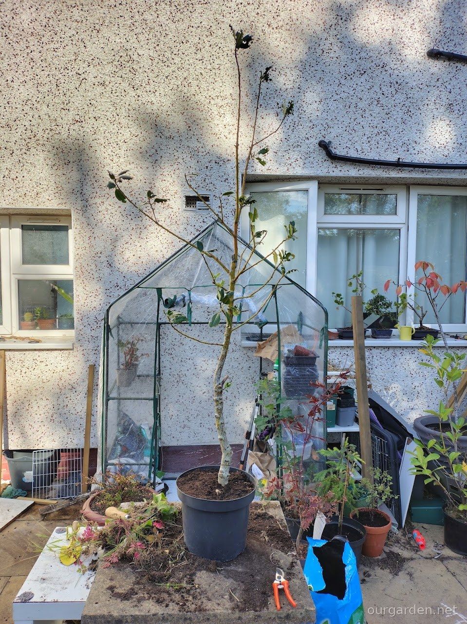 Holly (tall)