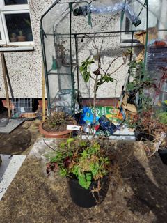 Viburnum