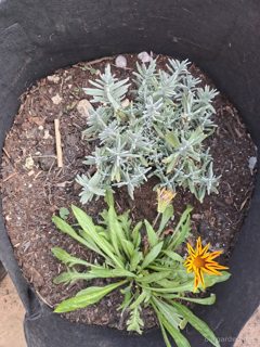 Lavender and gazania (grow bag)