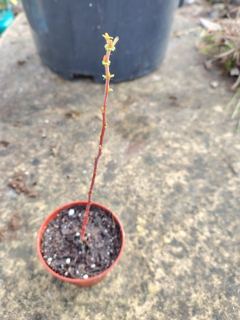 Hazel seedling (likely)