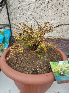 "Barbara" Barberry 'Sunsation'