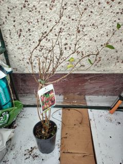 Early Dutch honeysuckle (1 of 2)