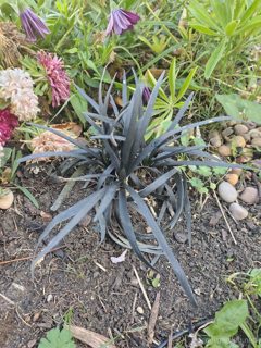 Black mondo grass