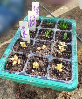 Chilean myrtle 'Glanleam Gold' (cuttings)