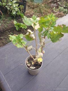 Gooseberry (earmarked for a friend)