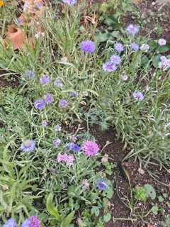Cornflowers