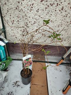 Early Dutch honeysuckle (2 of 2)