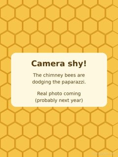 Honeybee colony