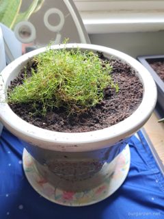 Pearlwort (Irish moss)