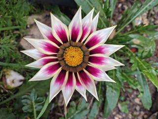 Gazania