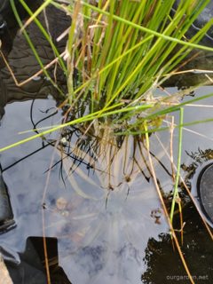 Rushes (middle deep area)