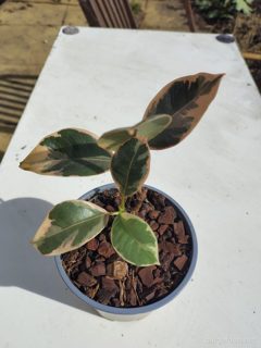 Rubber plant 'Ruby'