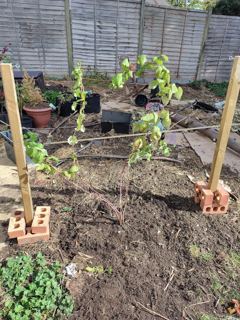 Rescued raspberry canes