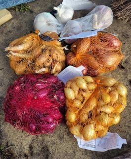 Onion, shallot and garlic collection