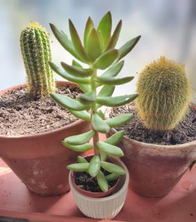 Golden sedum (likely)