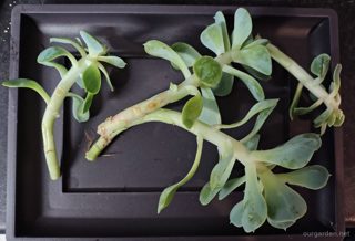 Aeonium (4 cuttings)