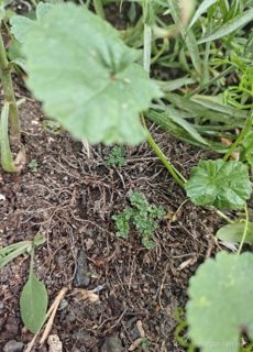 Creeping thyme