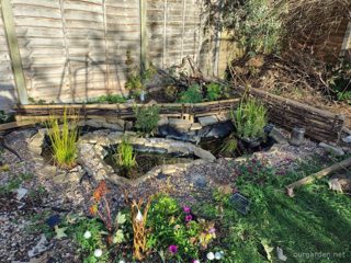 The pond