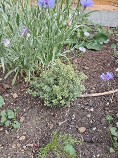 Cosmos seedlings
