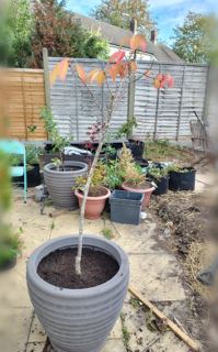 Japanese flowering cherry