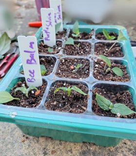 Bee balm (cuttings)