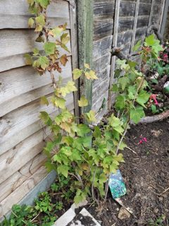 Blackcurrant 'Ben Tirran'