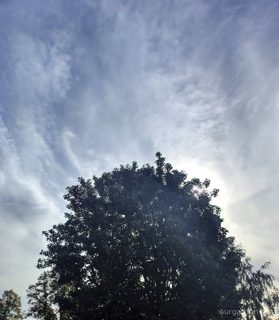 The Father Tree