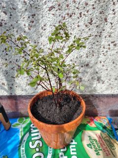 Cotoneaster (small-leaved)