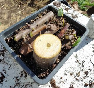 Sycamore (experimental cuttings)