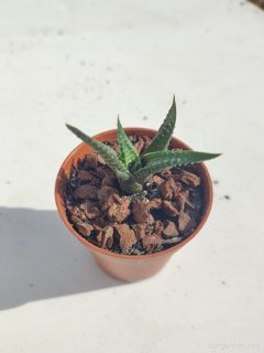 Fairy washboard (Haworthia limifolia)