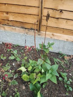 Bee balm