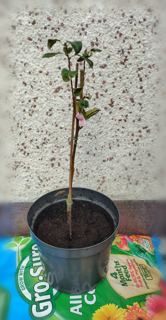 Pear (variety tbc)