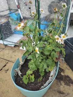Dahlia in the laundry trug