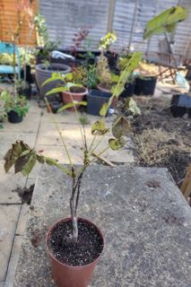 Horse chestnut