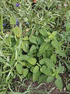 Soft-leaved sage (likely clary sage; tbc)